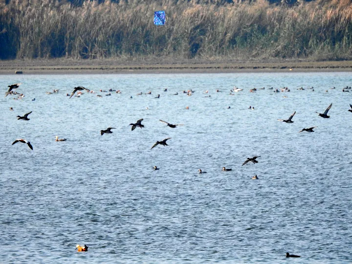 2020年2月印度罗帕尔湿地的水鸟。湿地为迁徙水鸟提供停歇和觅食地点。