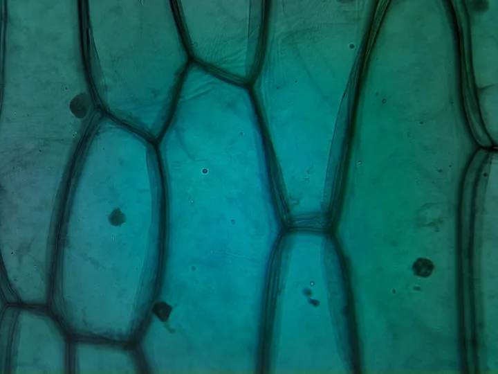 Onion Epidermis Cells W.M. 40x - 183