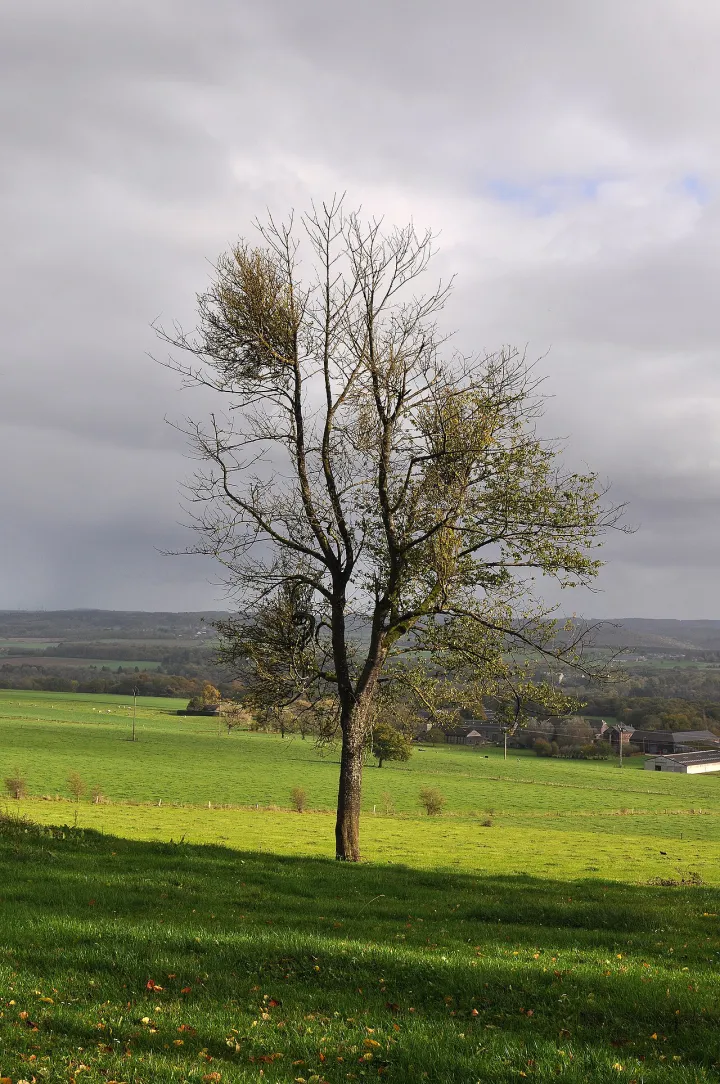Tree with mistletoe in Durbuy