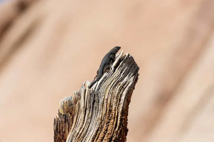 Lizard Basking in the Sun (53732608038)
