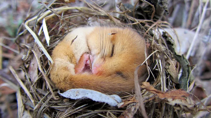 Dormouse2