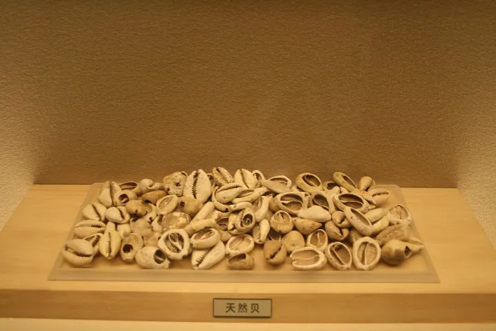 Cowrie Shells Used as Currency