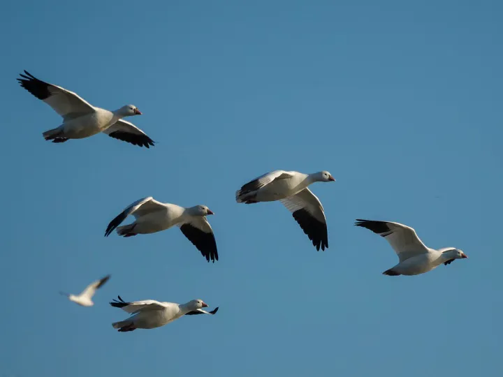 Snow geese migrating in California, 2016