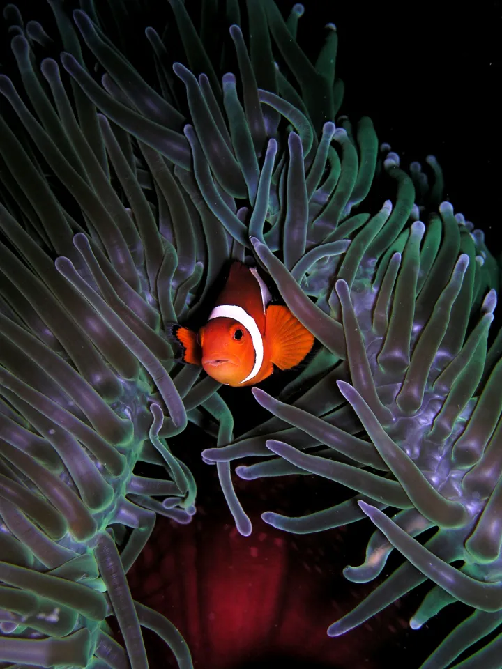Amphiprion ocellaris (Clown anemonefish) in Heteractis magnifica (Sea anemone)