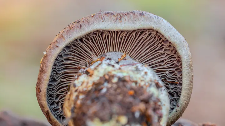 Mushroom gills