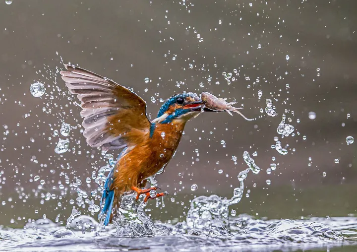 Kingfisher and fish (27957981133)