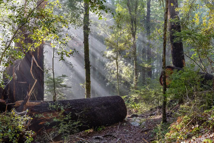 Sun getting through fog in the New Zealand bush, Bryant Range