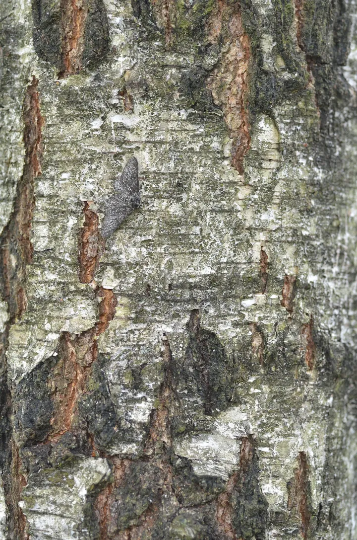 Moth camouflage (5801047047)