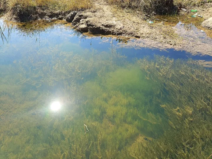 Underwater Ecosystem